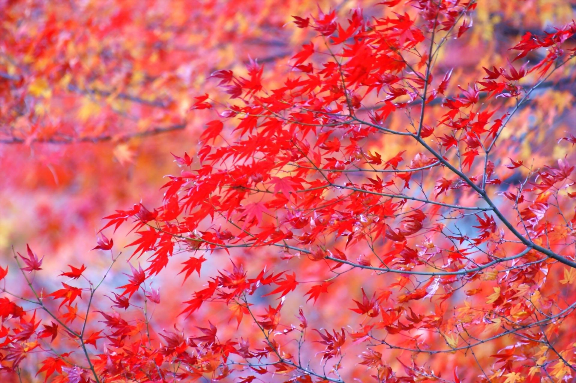 leaves fall leaf season maple nature bright flora tree branch color park outdoors vibrant growth fair weather wood garden