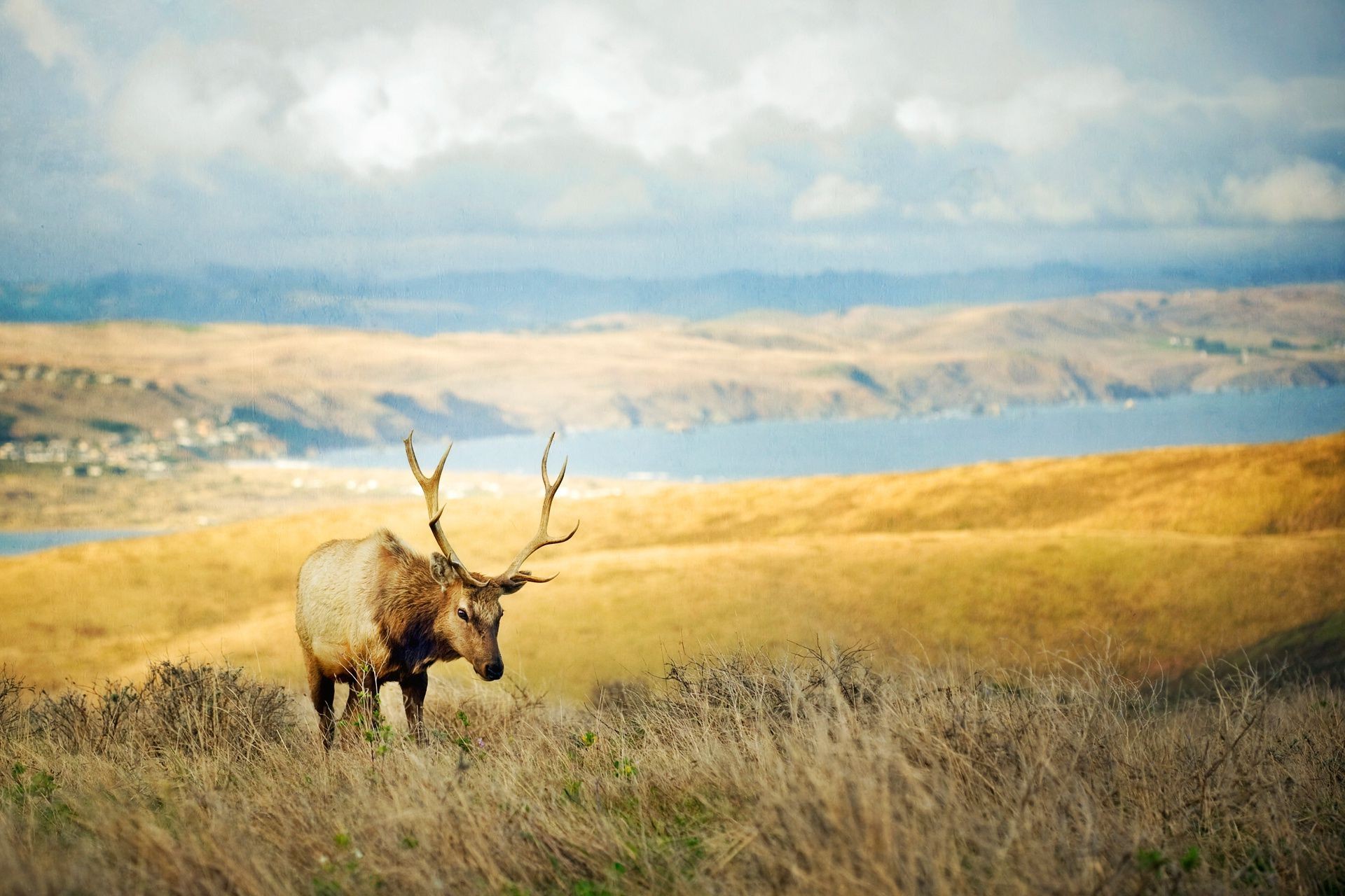 cerf ciel à l extérieur mammifère herbe paysage voyage nature