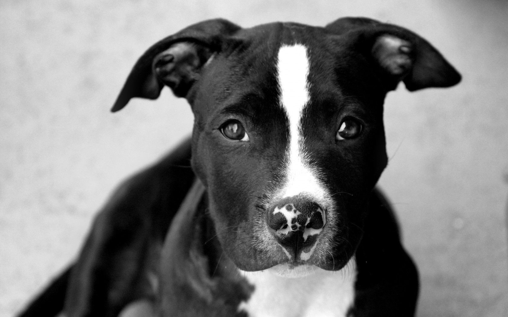 hund hund porträt säugetier hundespezialist haustier tier eins niedlich monochrom welpe terrier