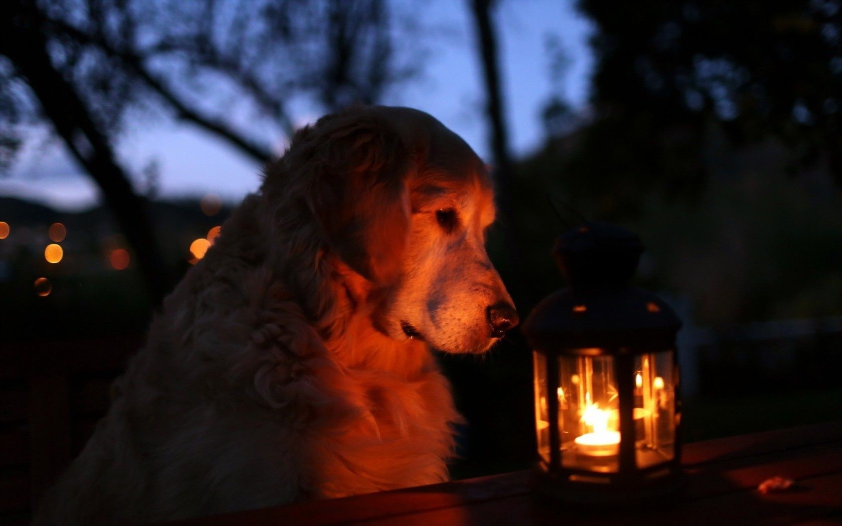 cani fiamma ritratto singolo cane luce adulto mammifero festival