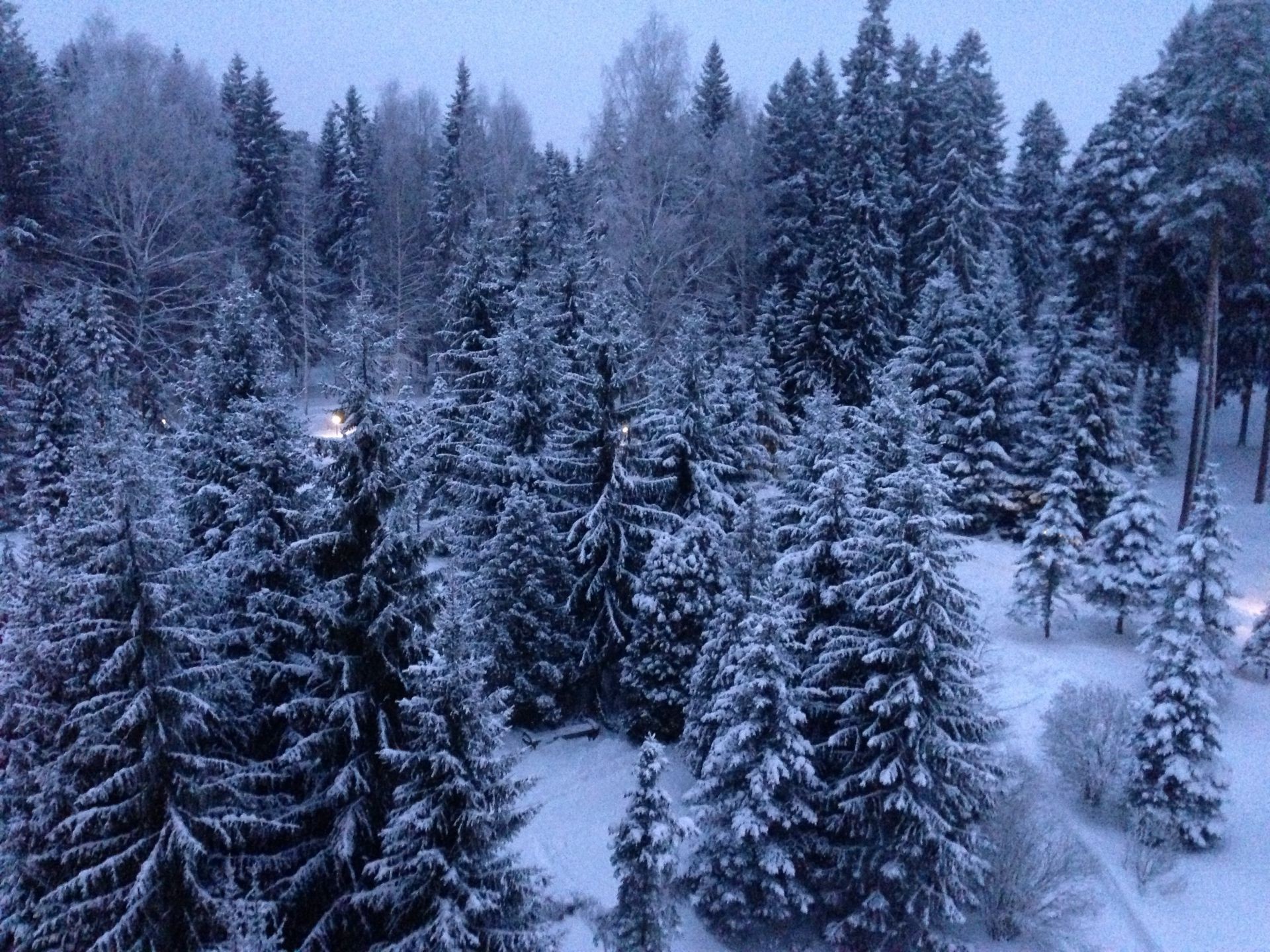 winter snow frost cold wood evergreen frozen conifer tree season fir spruce ice pine landscape scenic nature weather