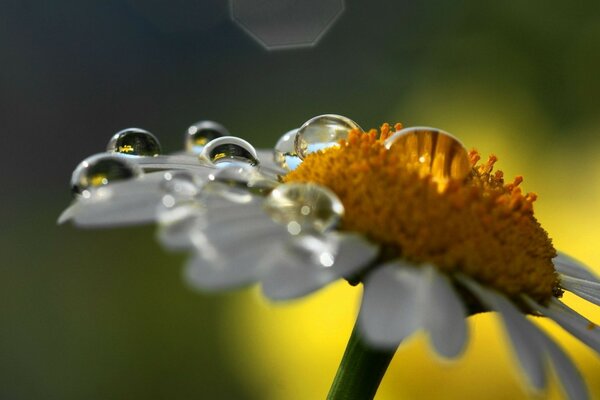 Flor de camomila em gotas de orvalho