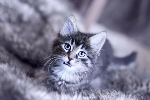 A fluffy meowing lump on a fluffy carpet