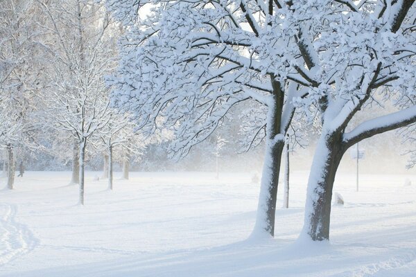 Snow-covered trees in winter sometimes