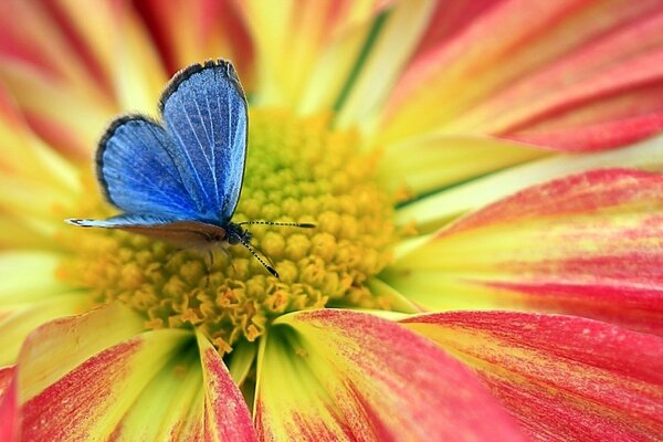 The middle of the flower on which the blue butterfly sat