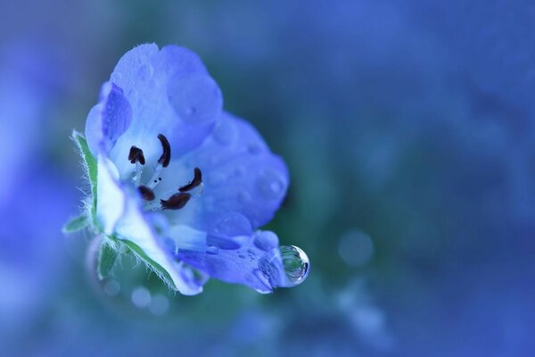 Delicada flor azul con una gota de rocío