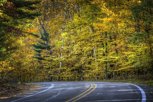 Autumn road. Yellow foliage