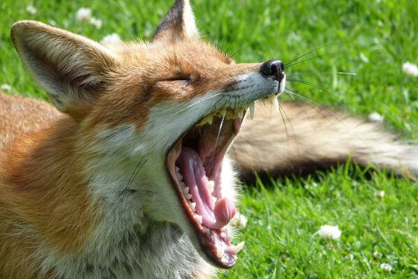 Fox yawns lying on the grass