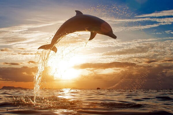 Dolphin jumping out of the water at sunset