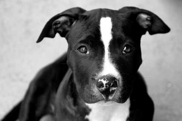 Um grande cão preto olha nos olhos