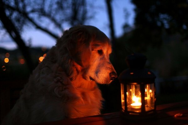 Cane bianco che guarda la lampada