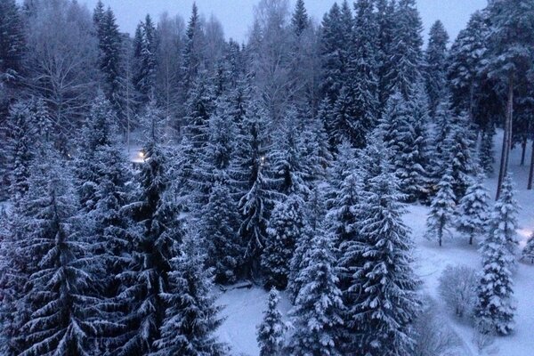 Nadelwald im Winter. Blick aus der Vogelperspektive