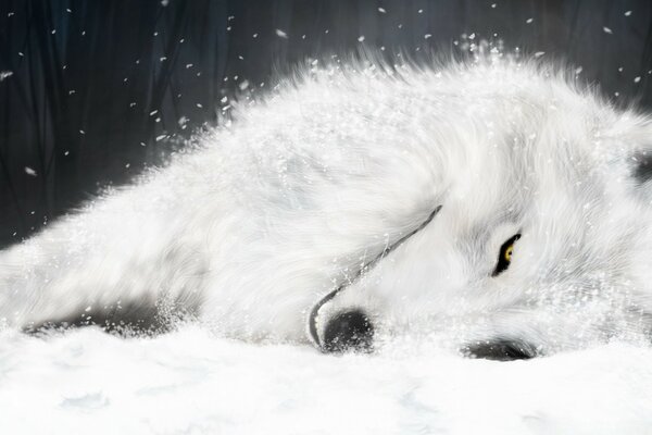 The white wolf is lying on the snow