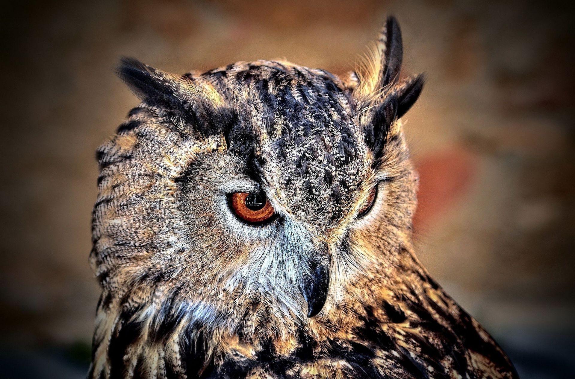 tiere tierwelt eule raptor raubtier natur tier vogel porträt wild beute säugetier jäger im freien auge auf der suche anzeigen fleischesser nocturne