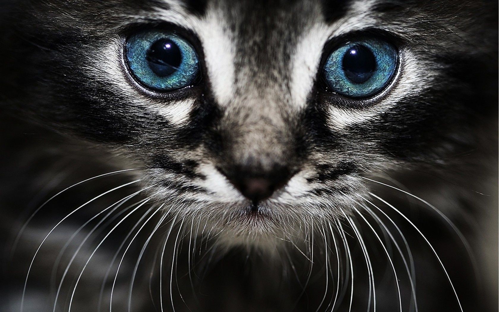 katze porträt säugetier tier katze auge fell niedlich haustier tierwelt gesicht ansicht jung allein zoo