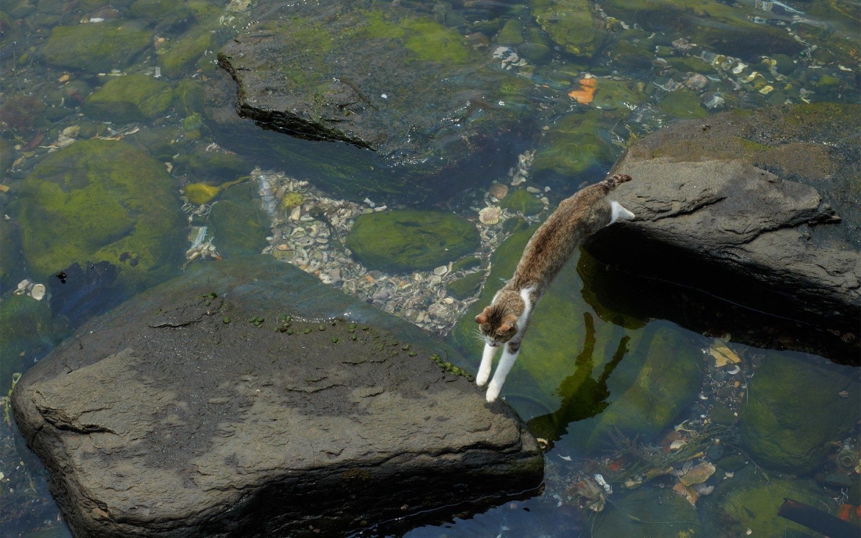 cats water river outdoors lake rock travel landscape pool daylight stream nature bird fish