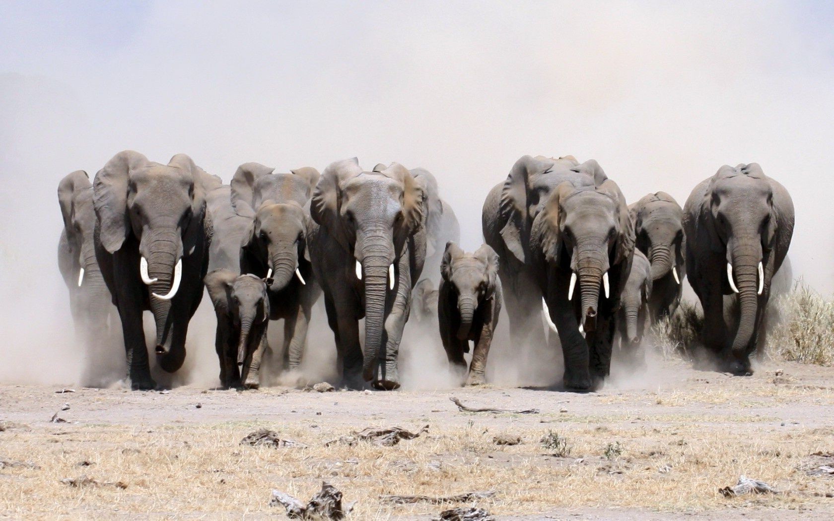 elefanti mammifero elefante fauna selvatica animale mandria natura viaggi all aperto safari tronco selvaggio gatto