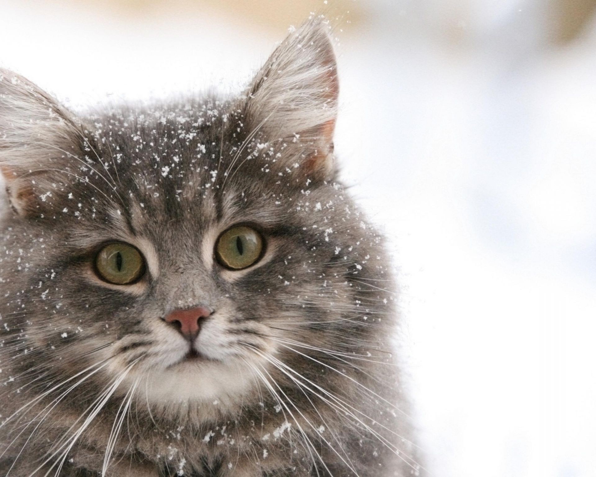 gatti gatto animale gattino pelliccia carino animale domestico occhio domestico ritratto giovane mammifero baffi adorabile lanuginoso tabby soffice piccolo capelli anteprima guardando