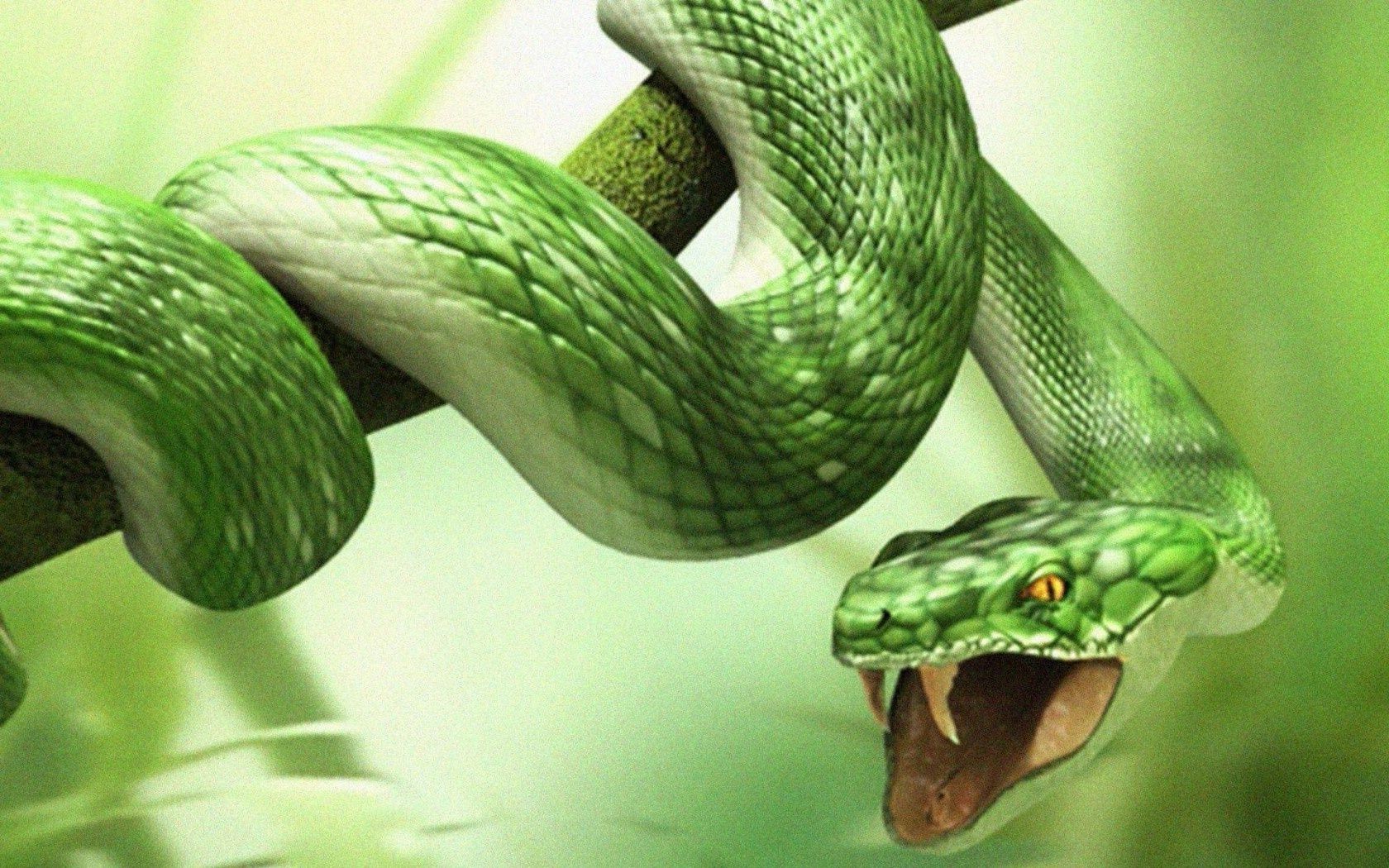 animais cobra réptil natureza vida selvagem animal python viper exótico boa venom desktop veneno biologia pele perigo cor zoologia folha tropical