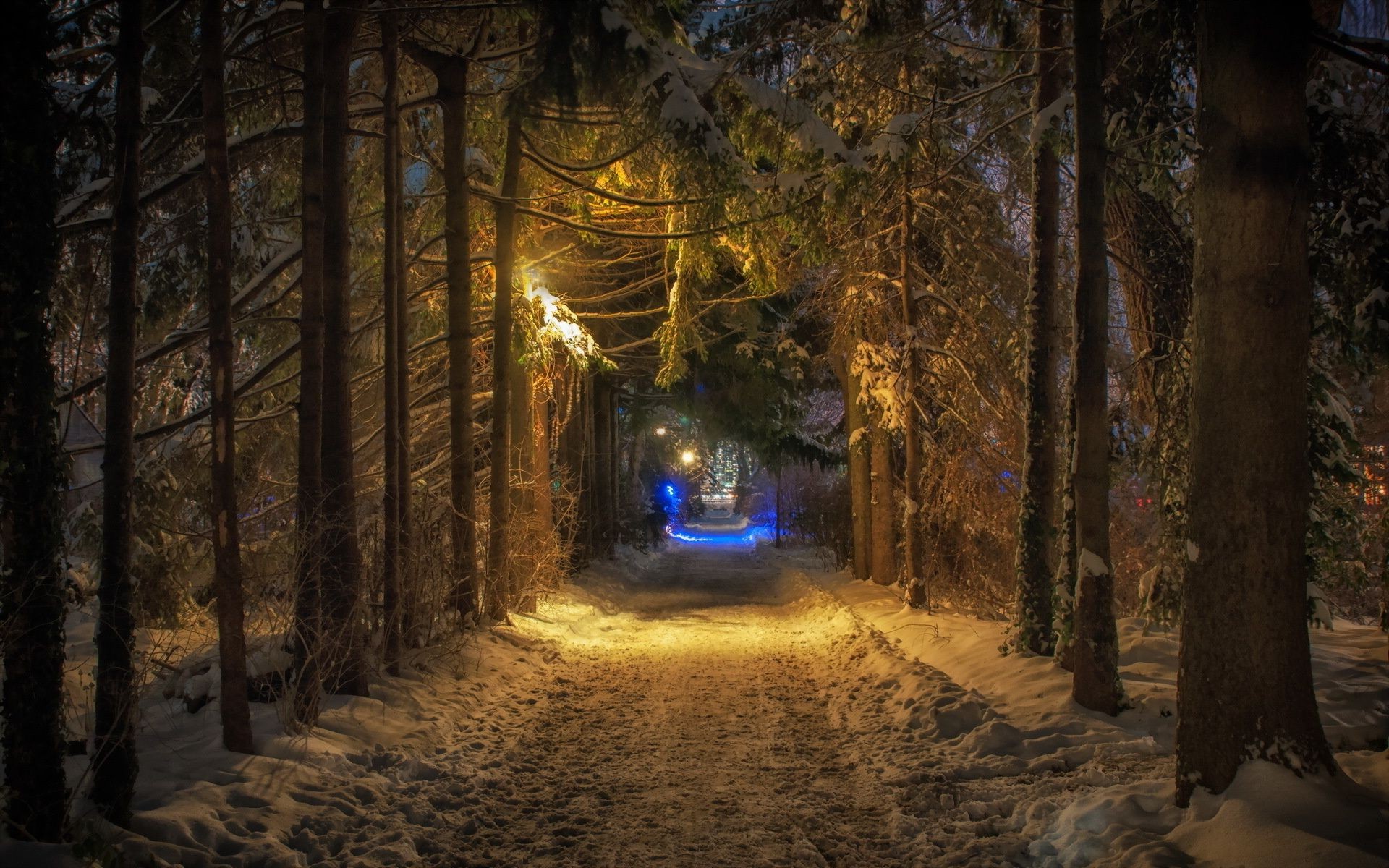 winter light tree shadow landscape wood road dawn travel dark evening snow