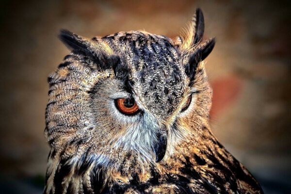 Un hibou scientifique cherche une proie pour le dîner