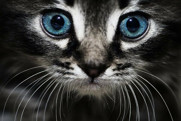 Linda cara de gato de olhos azuis