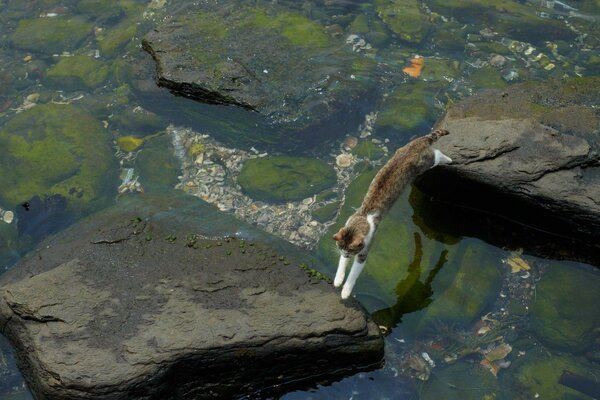 Gato viajero camina sobre las rocas en el río