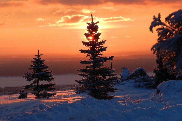 Sapins d hiver au coucher du soleil