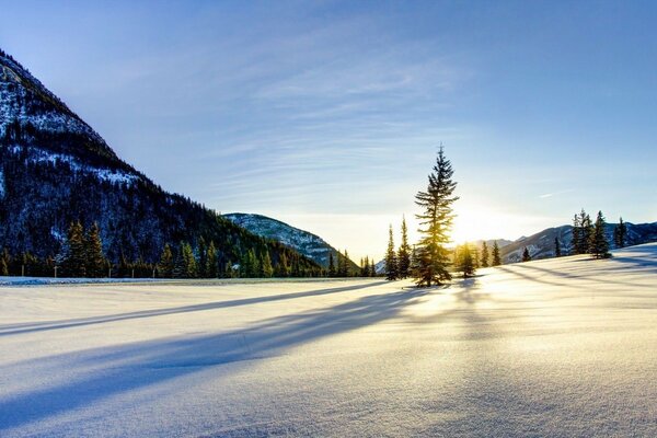 Espacios montañosos cubiertos de nieve con abetos raros