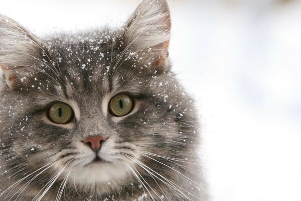 Chat de fourrure moelleux dans la neige