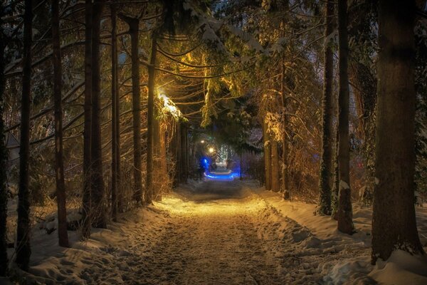 Luz mágica na floresta de Inverno