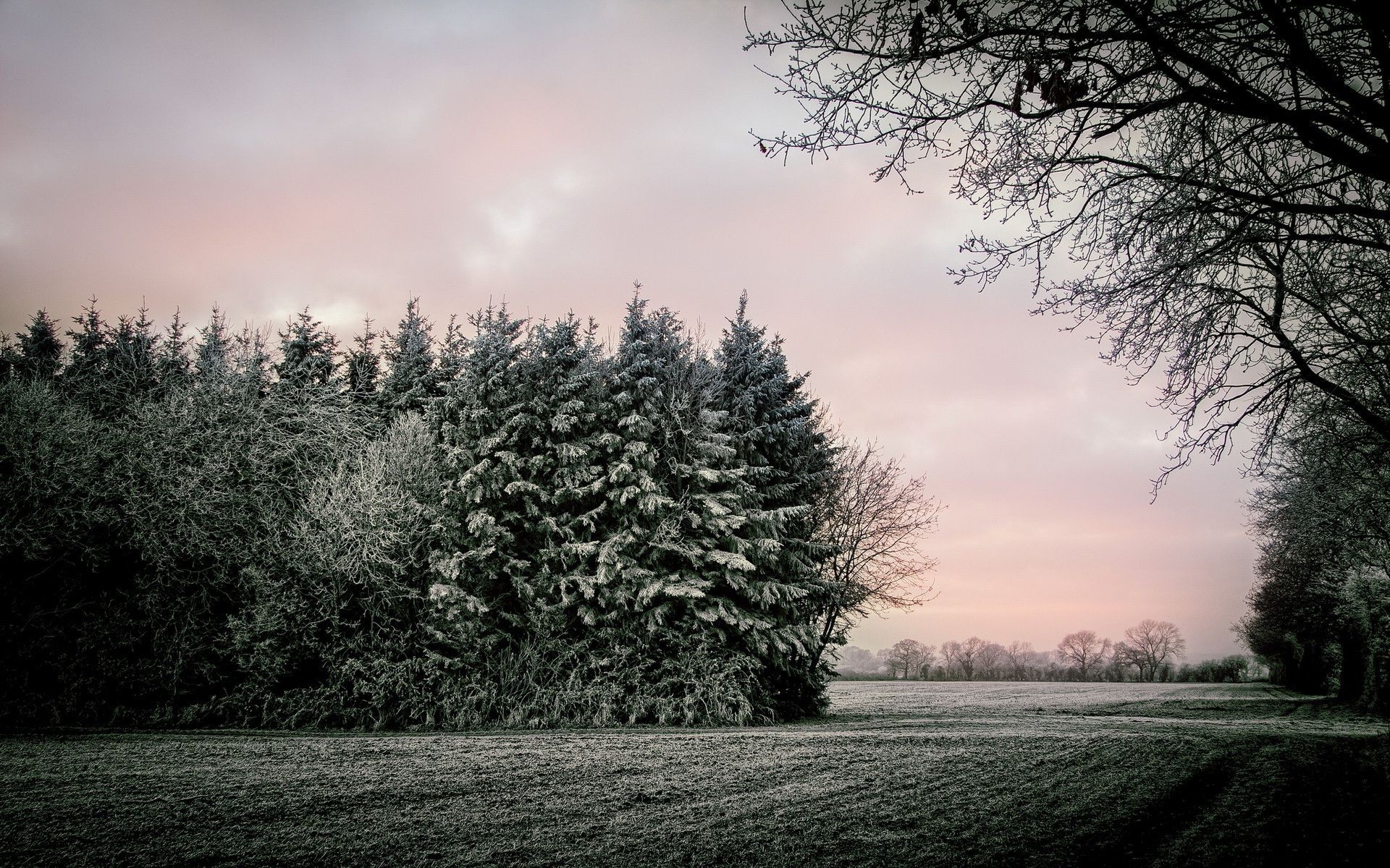 hiver arbre brouillard paysage aube brouillard bois nature neige automne