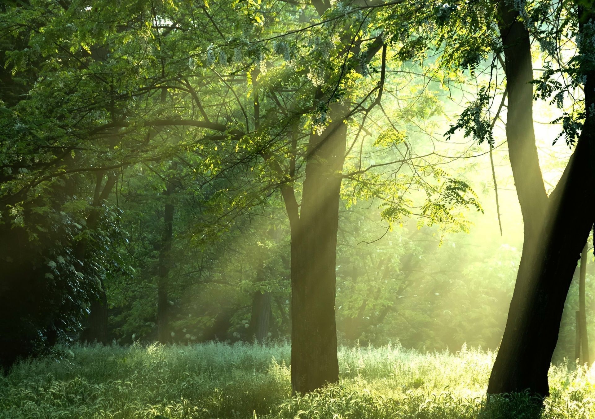 wald holz holz landschaft park blatt nebel natur nebel herbst dämmerung sonne gutes wetter gras üppig im freien umwelt licht sommer landschaftlich