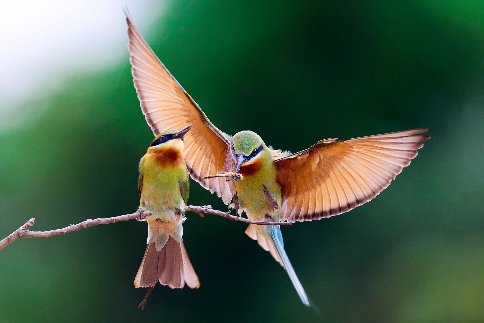 animais pássaro vida selvagem asa animal natureza voar voo selvagem cor bico pena inseto pequeno ao ar livre