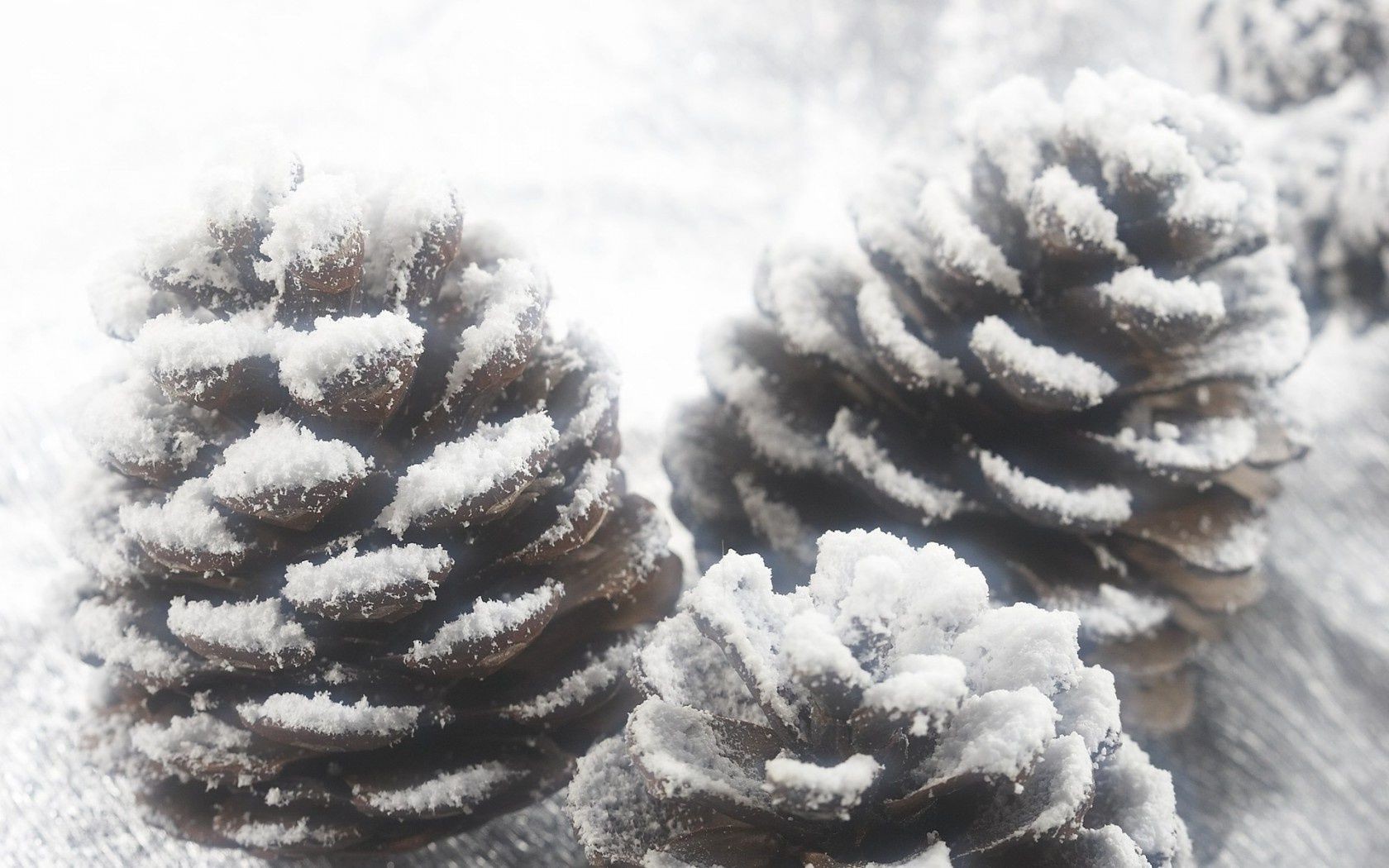 winter schnee frost kälte weihnachten gefroren kiefer baum eis natur im freien wetter jahreszeit evergreen holz nadelbaum tanne schneeflocke