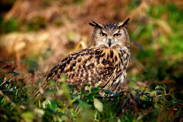 Photo of an owl in the wild