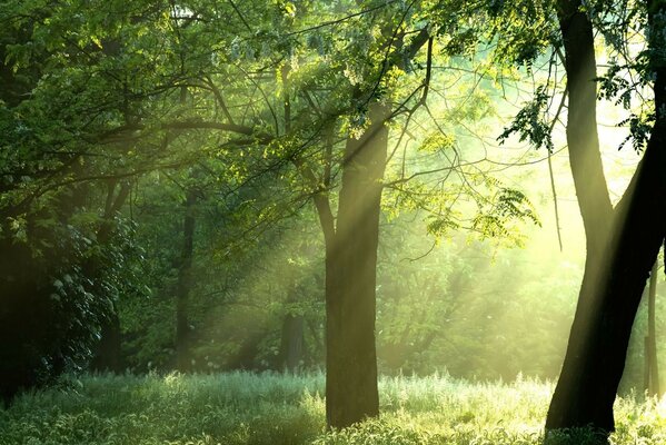 Bäume im Wald. Landschaft. Park