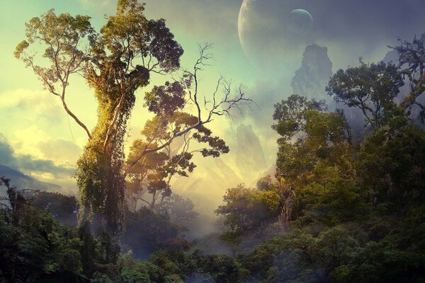 Fantasy misty beautiful forest