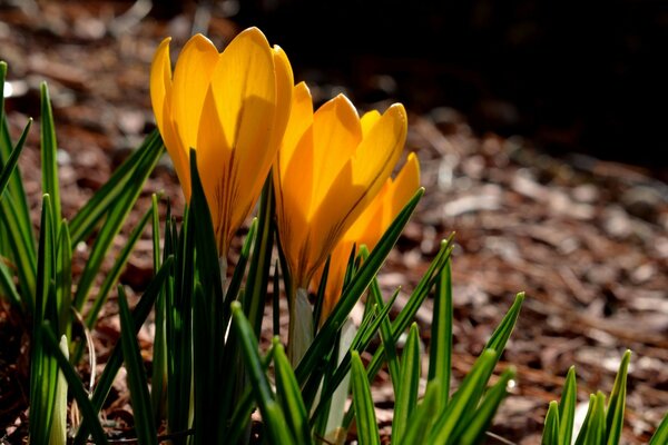 Prímulas da primavera. Açafrão amarelo