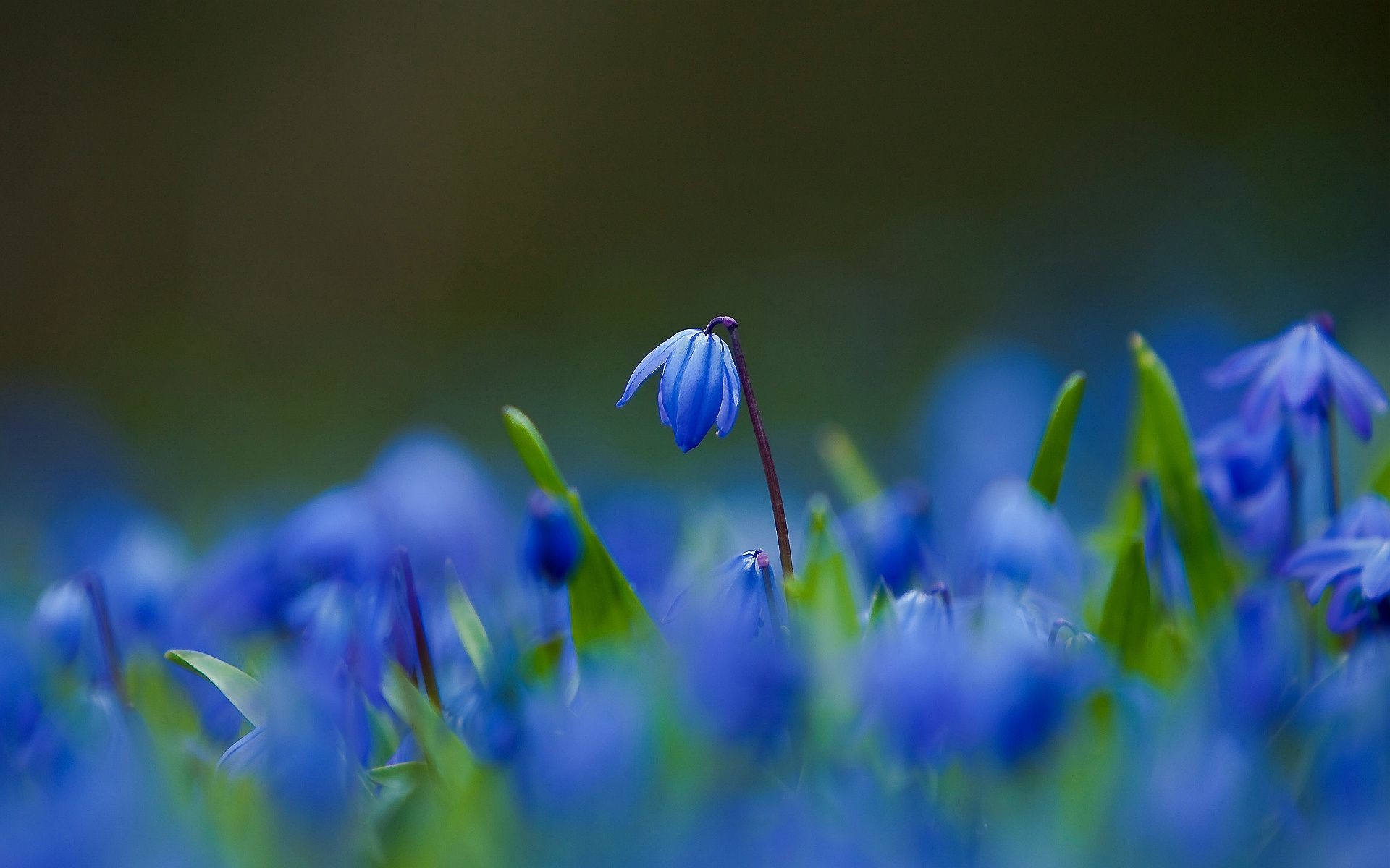 flowers nature grass flower hayfield growth flora outdoors blur summer field leaf easter fair weather garden bright