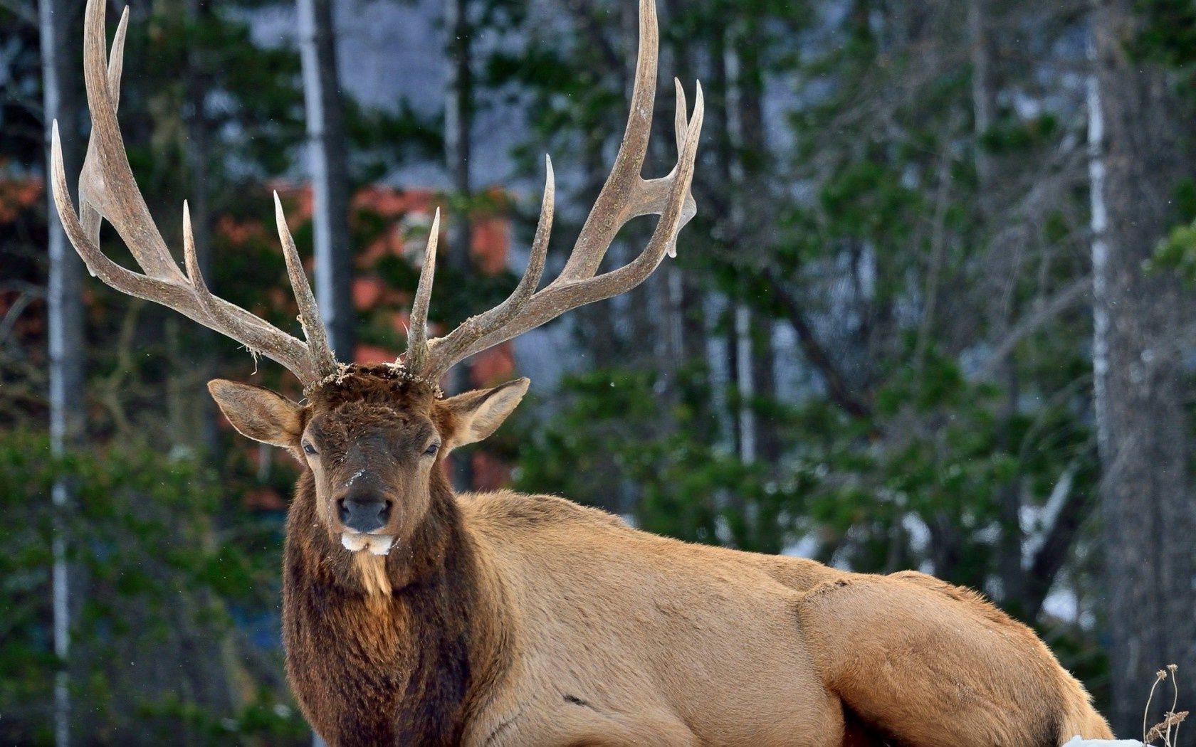 jelenie panterka dzikie drewno natura ssak łoś zbiornik dzikie futro wieczór kawalerski zwierzę jeleń stojak byk trawa na zewnątrz