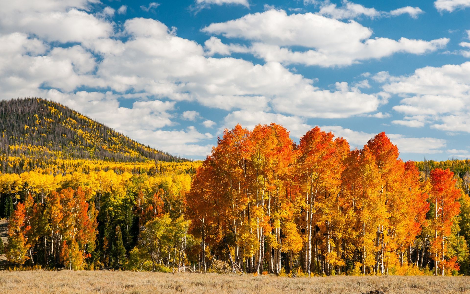 wald herbst baum landschaft blatt natur holz im freien landschaftlich himmel saison reisen landschaft tageslicht gold