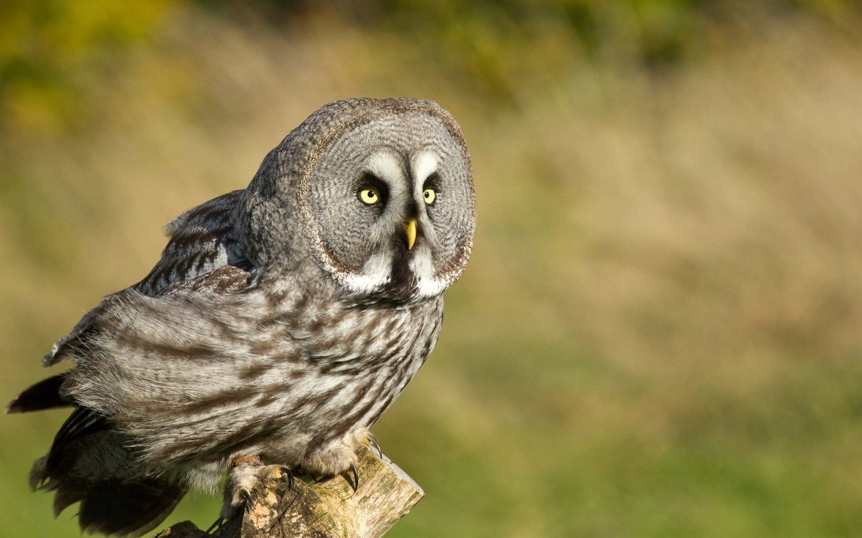 animaux faune oiseau animal nature sauvage portrait hibou bec à l extérieur avian plume