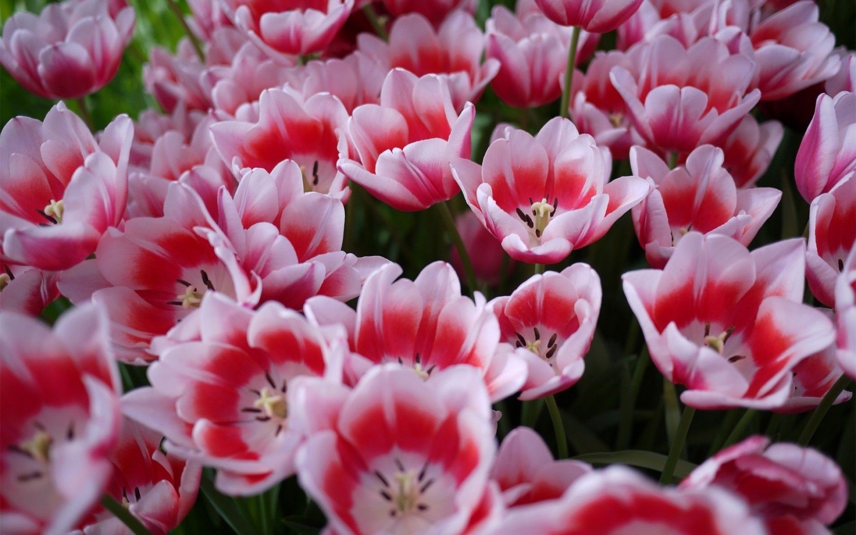 tulipas flor natureza jardim flora tulipa floral pétala blooming cor verão folha parque bela brilhante buquê close-up campo decoração temporada