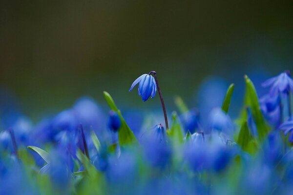 Eine Lichtung von blauen Wiesenblumen