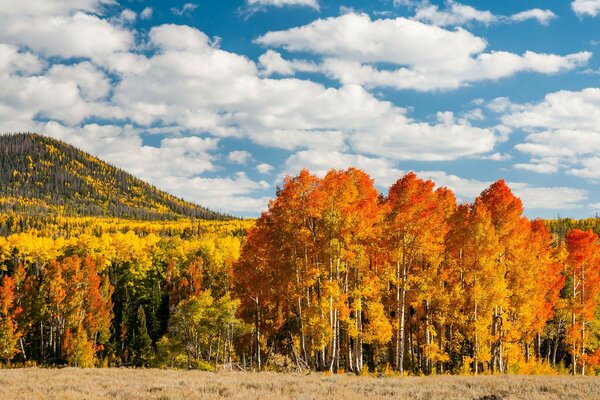 Die hellen Farben der Herbstbäume