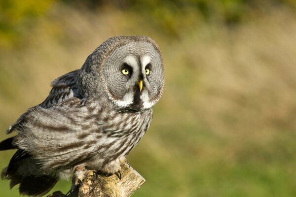 Vogel aus der Wildnis