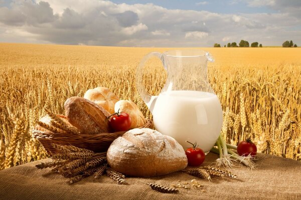 Carafe avec du lait et du pain fait maison sur fond de champ de blé