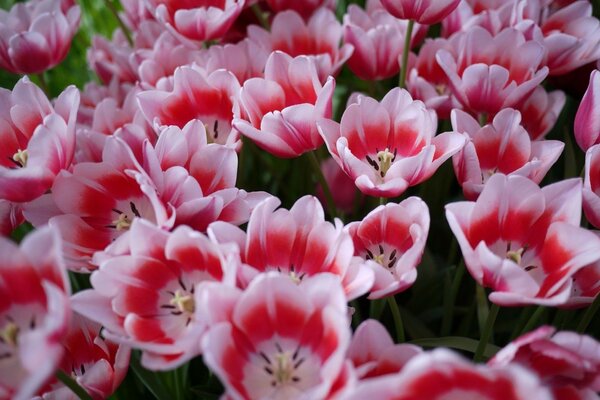 Weiß-rosa Tulpenblüten