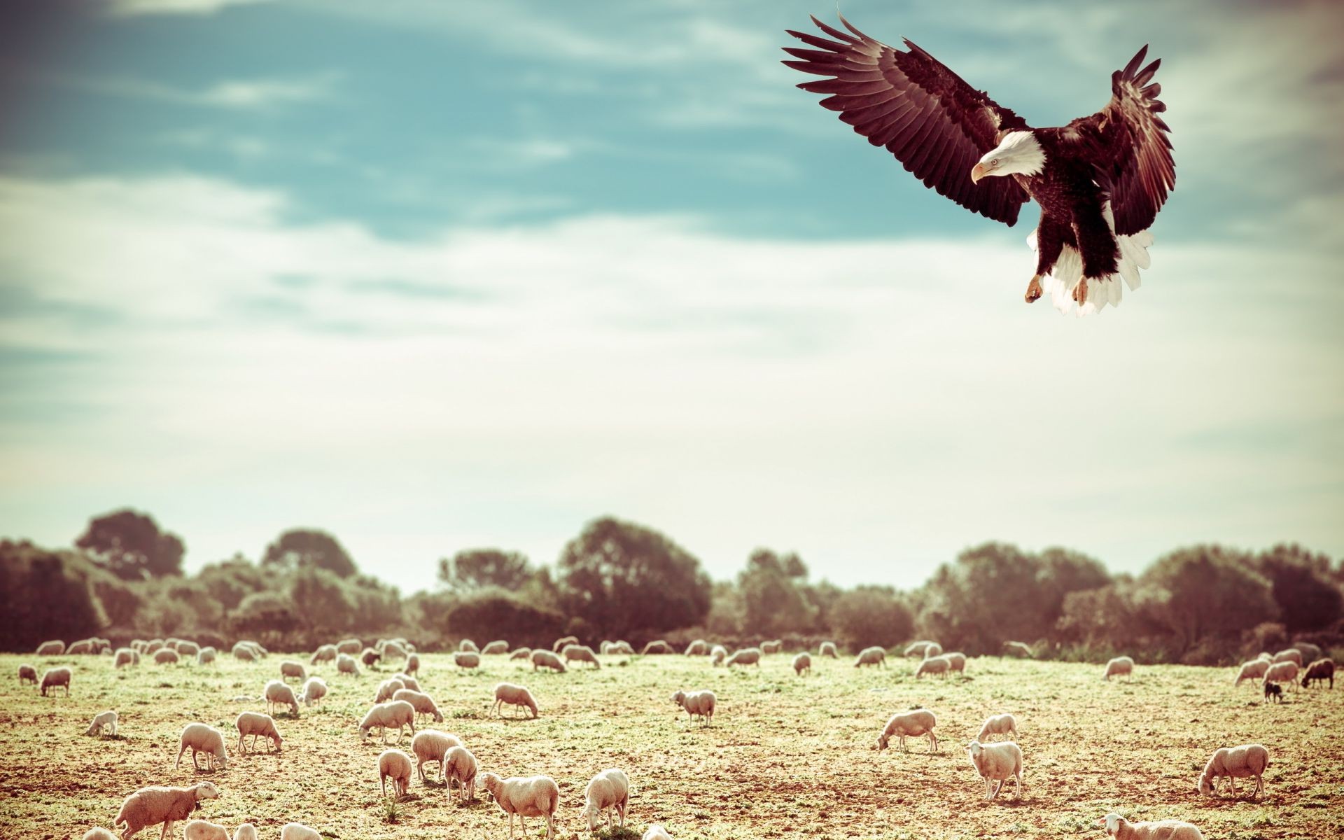 animals bird nature outdoors sky wildlife freedom